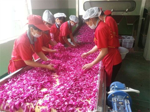 玫瑰花瓣微波干燥保鮮設備為鮮花烘干加工行業注入新活力